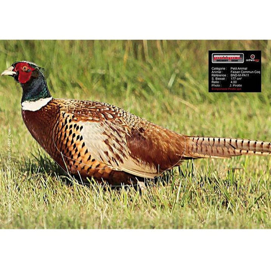 Archery board Pheasant 25x35cm