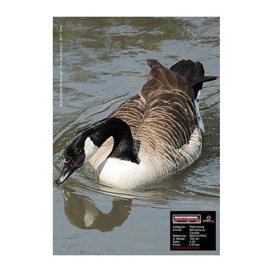 Archery board Canada goose 30x40cm